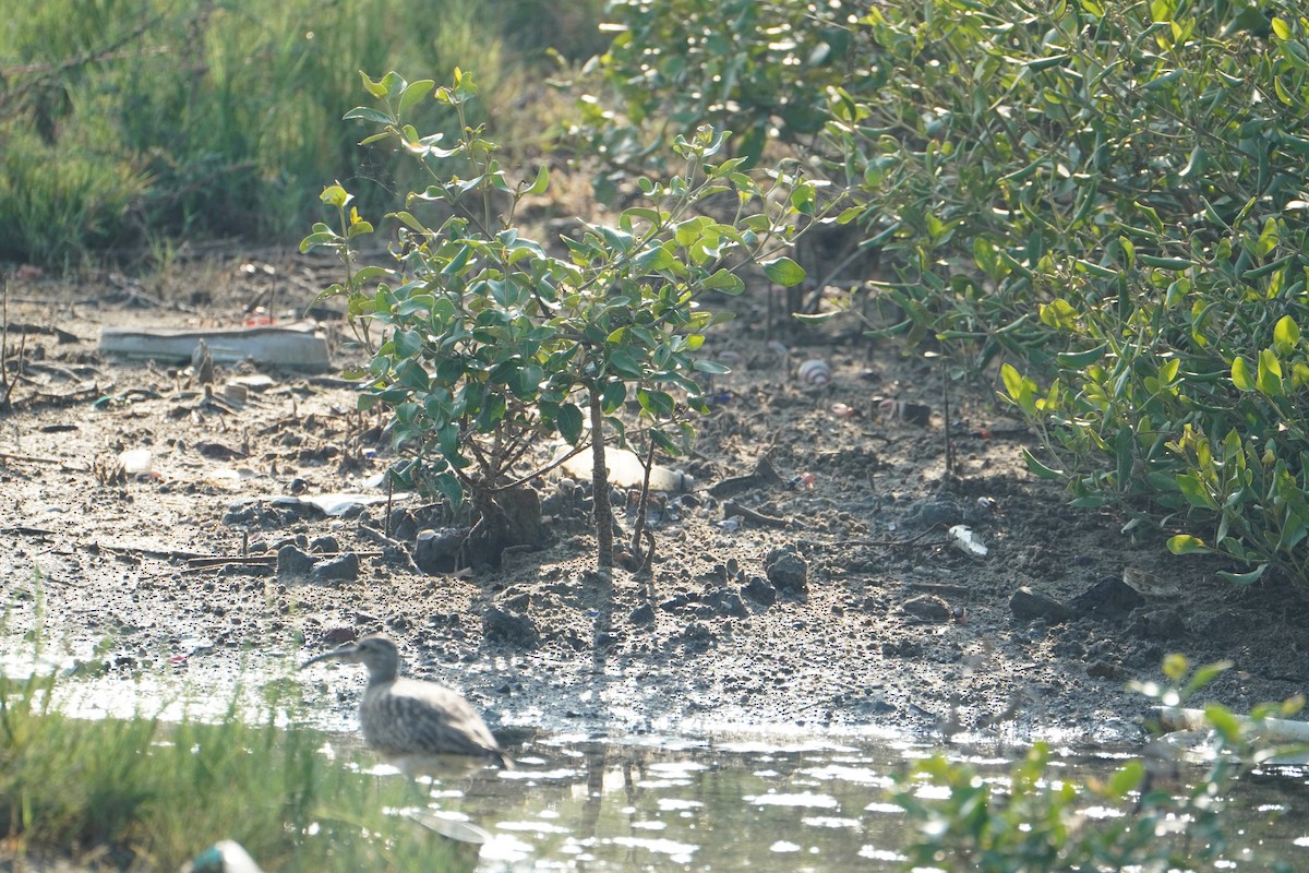 Whimbrel - ML640747230