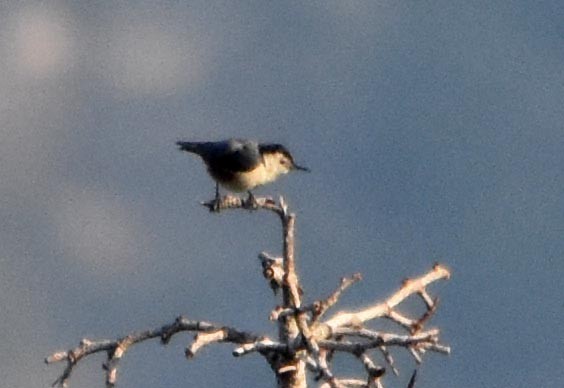 White-cheeked Nuthatch - ML640747247