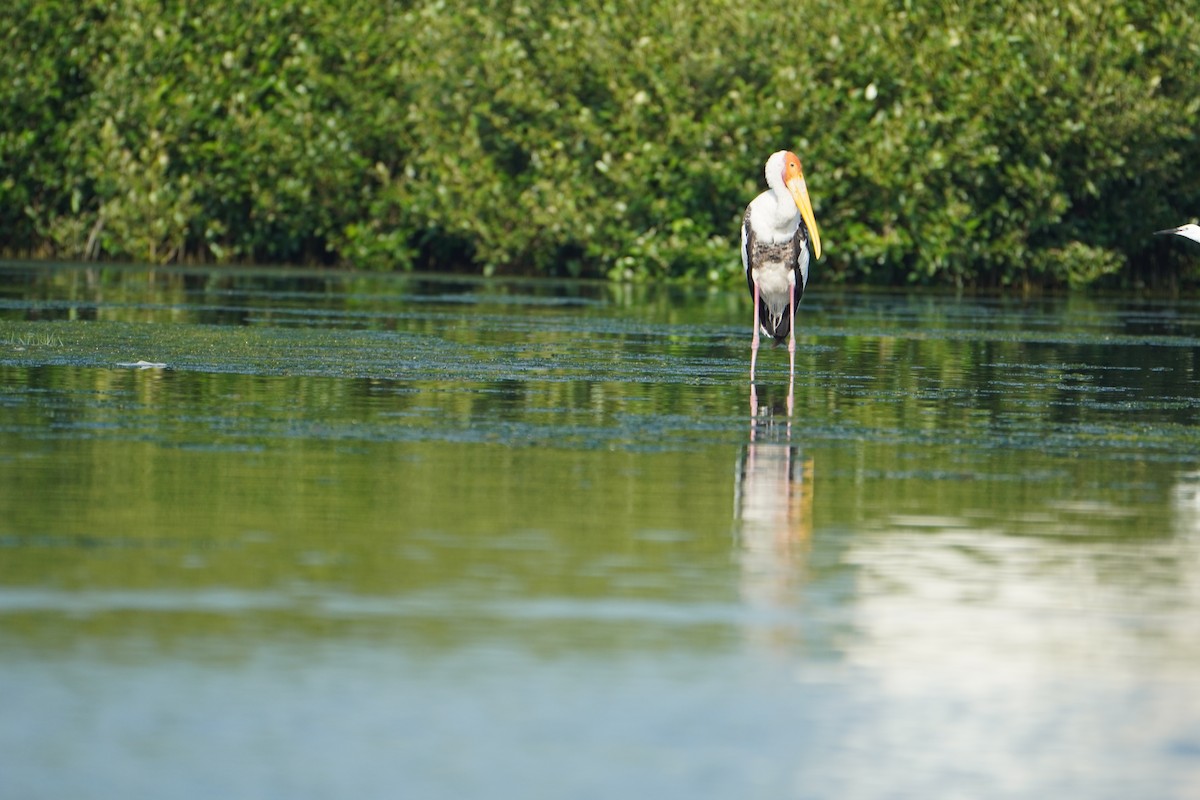 Painted Stork - ML640747250