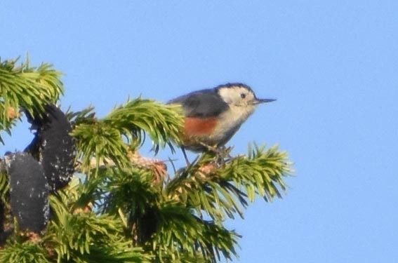 White-cheeked Nuthatch - ML640747258