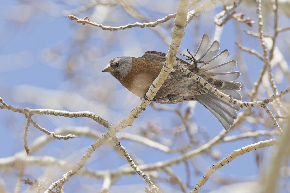 Gray-crowned Rosy-Finch - ML640747259
