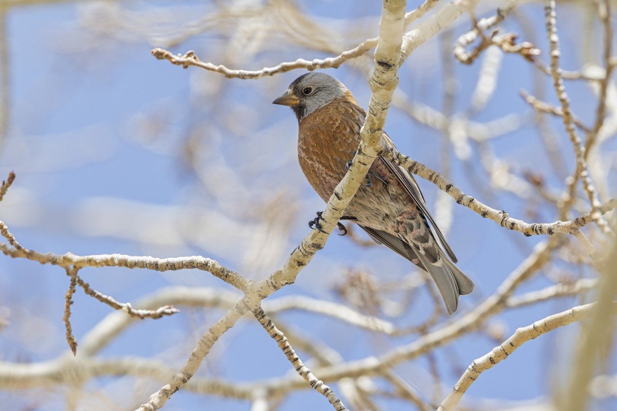 Gray-crowned Rosy-Finch - ML640747260