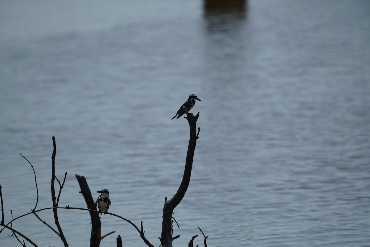 Pied Kingfisher - ML640747262
