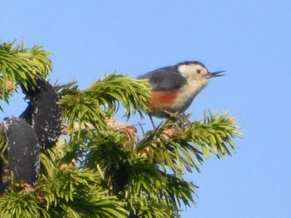 White-cheeked Nuthatch - ML640747264