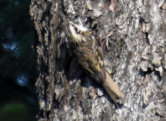 Hodgson's Treecreeper - ML640747272