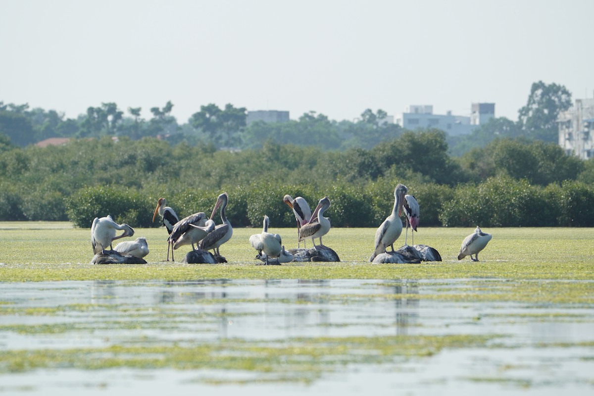 Spot-billed Pelican - ML640747286