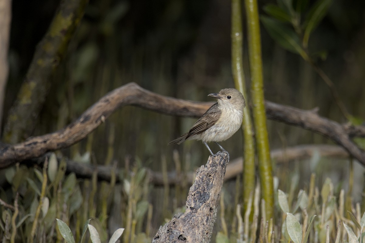 White-breasted Whistler - ML640747287