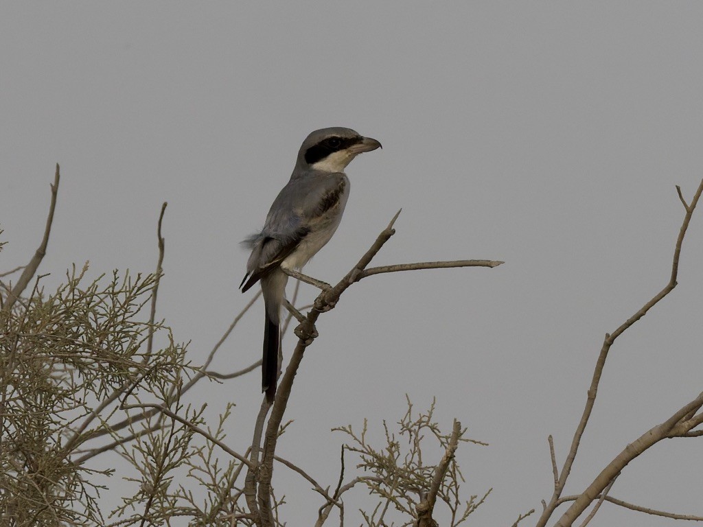 Great Gray Shrike (Arabian) - ML640747345