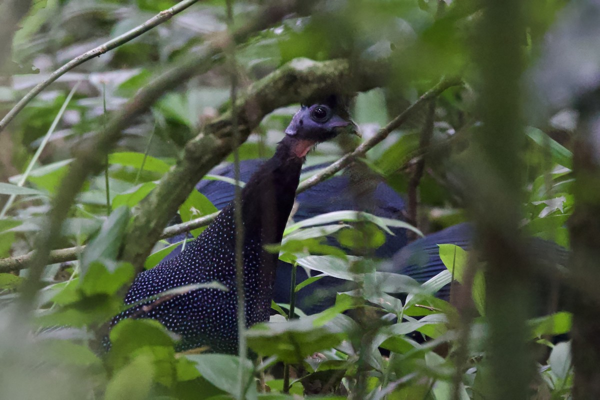Western Crested Guineafowl - ML640747347
