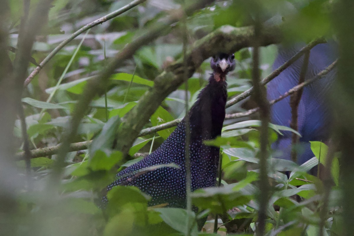 Western Crested Guineafowl - ML640747349