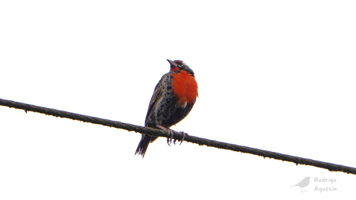 Peruvian Meadowlark - ML640747350