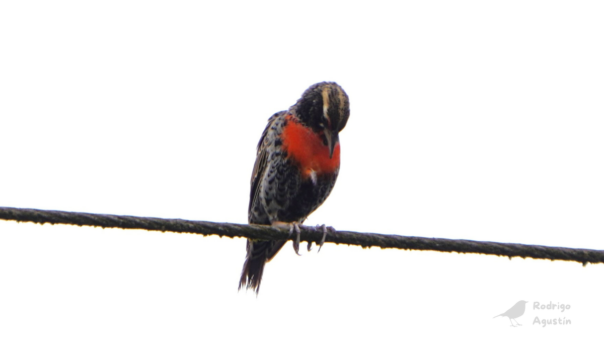 Peruvian Meadowlark - ML640747351