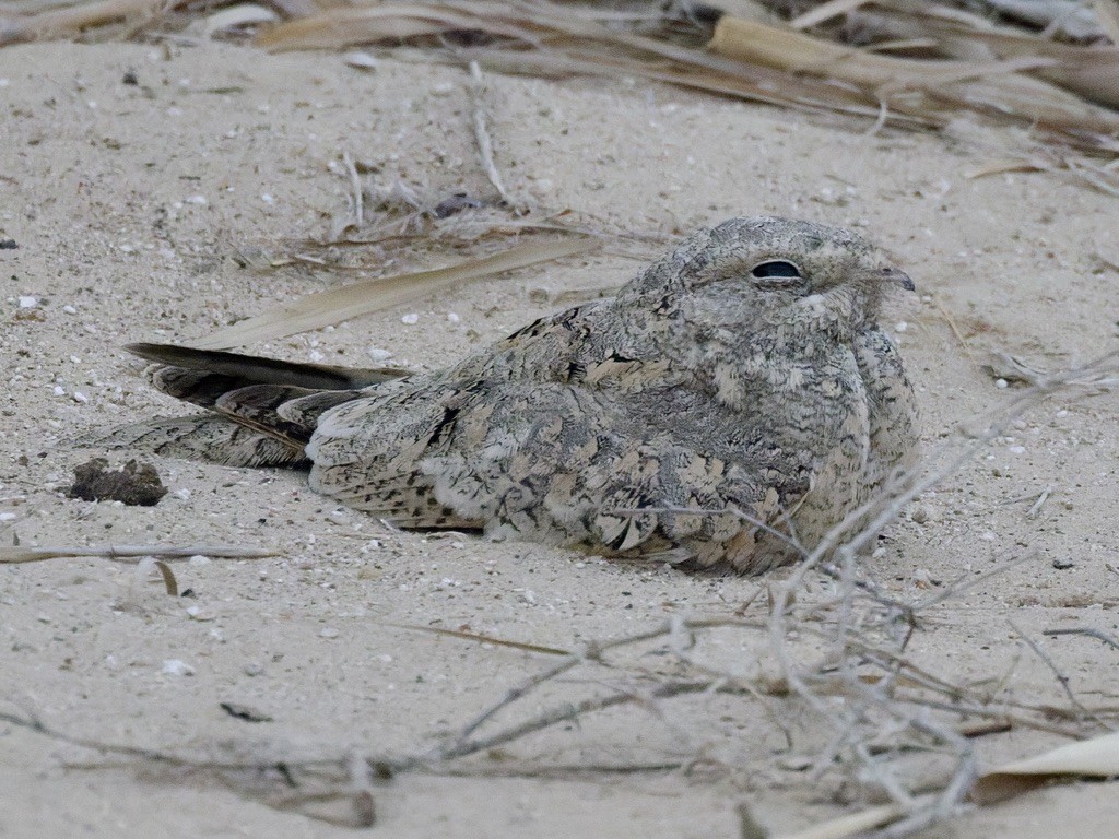 Egyptian Nightjar - ML640747352