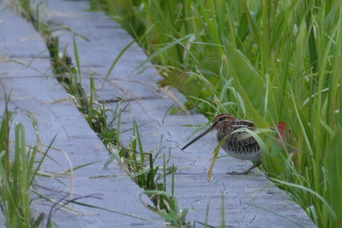 Common Snipe - ML640747361