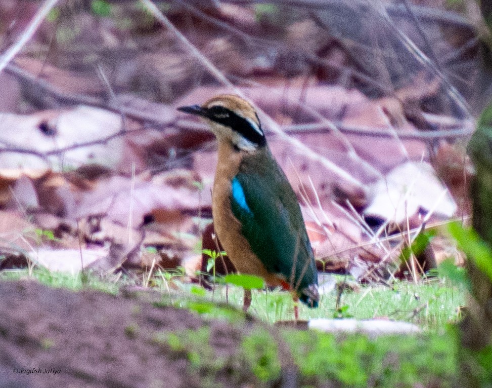 Indian Pitta - ML640747363