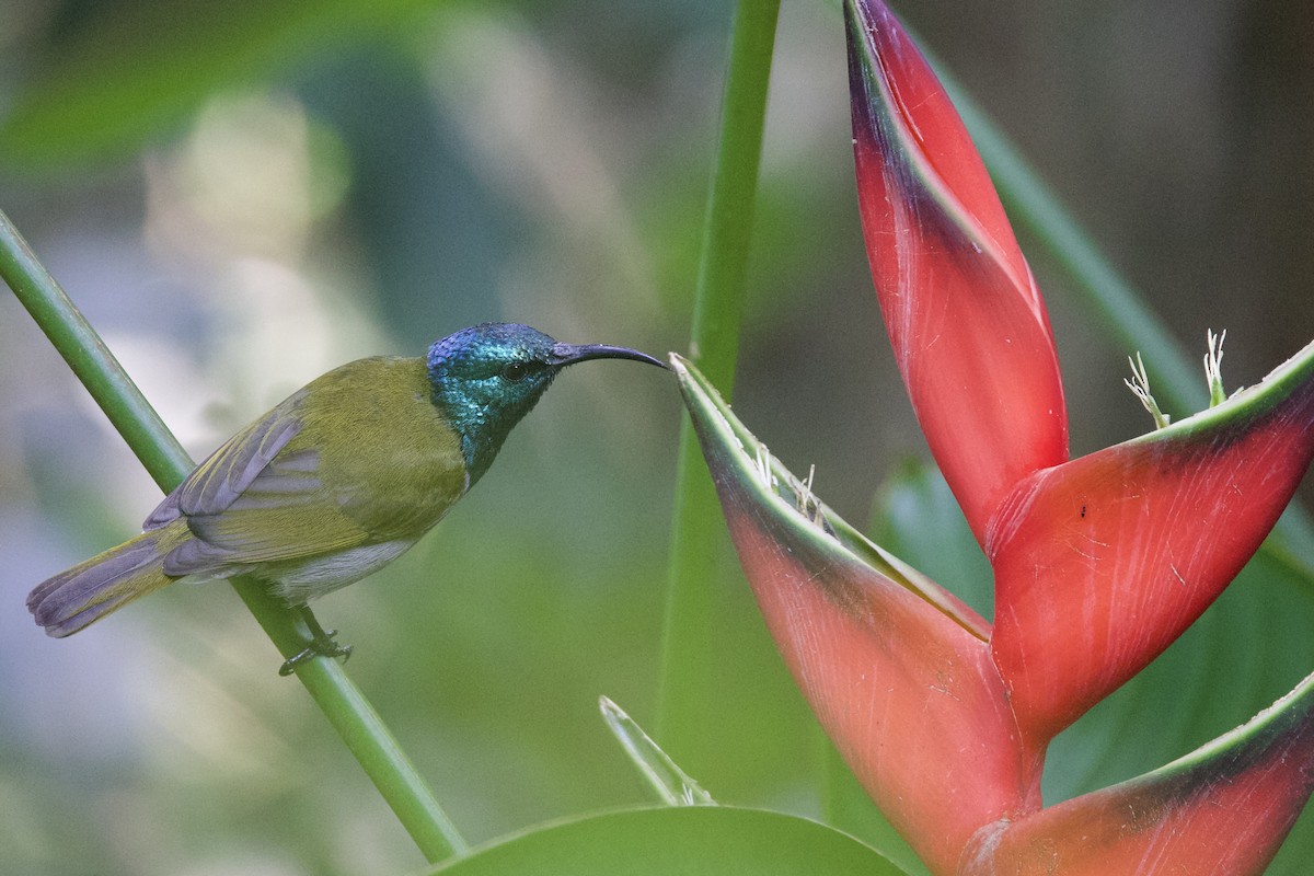 Green-headed Sunbird - ML640747506