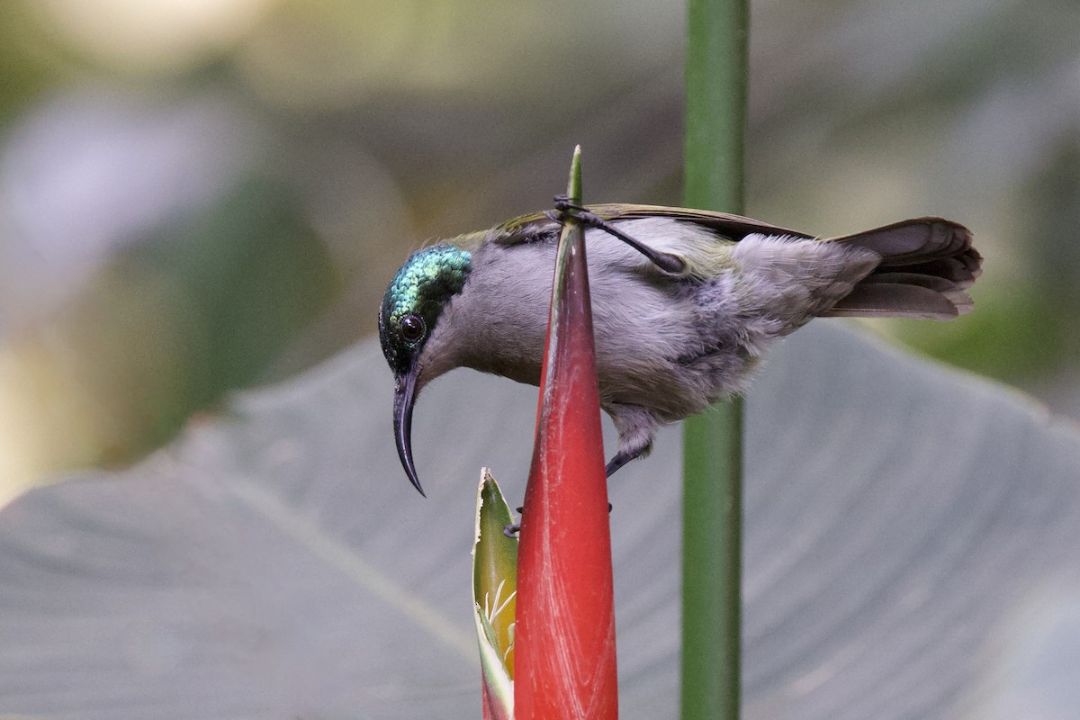 Green-headed Sunbird - ML640747507