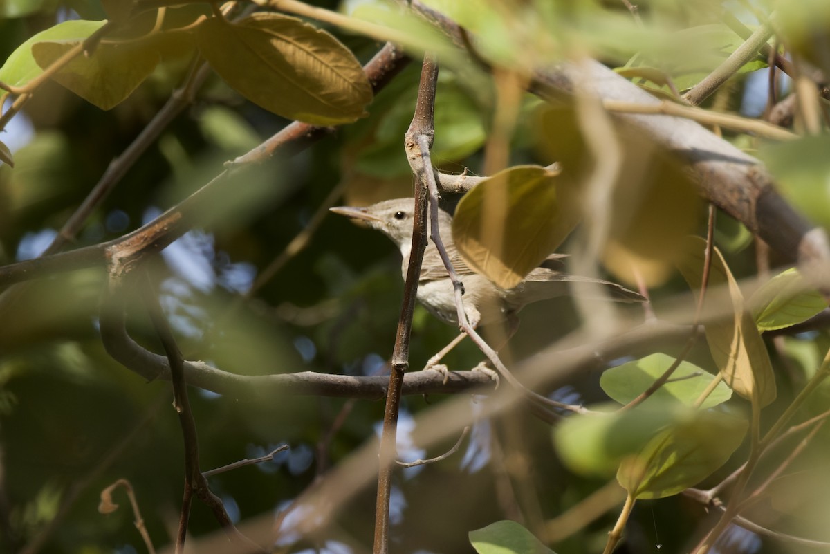 Upcher's Warbler - ML640747565