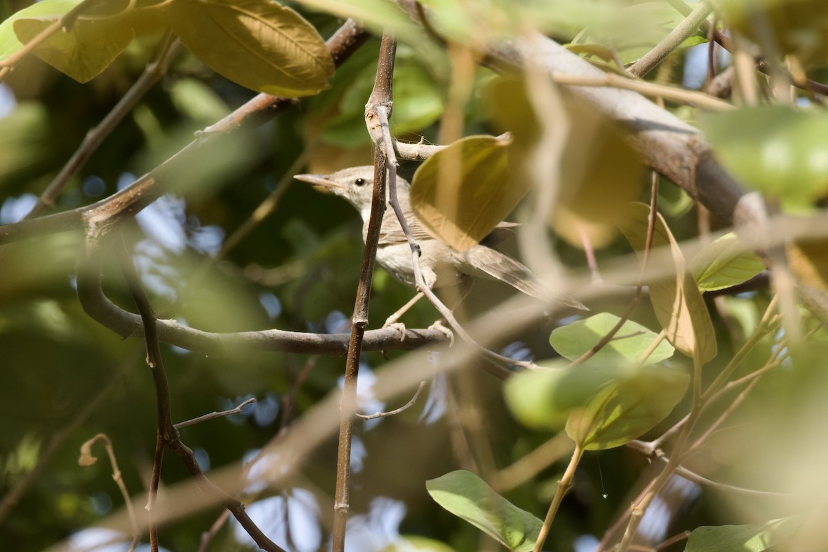 Upcher's Warbler - ML640747566