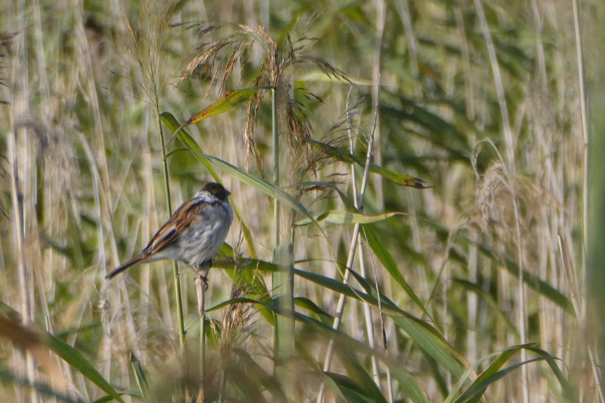 Reed Bunting - ML640747569