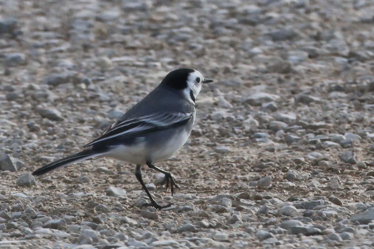 Хөх цэгцгий - ML640747589