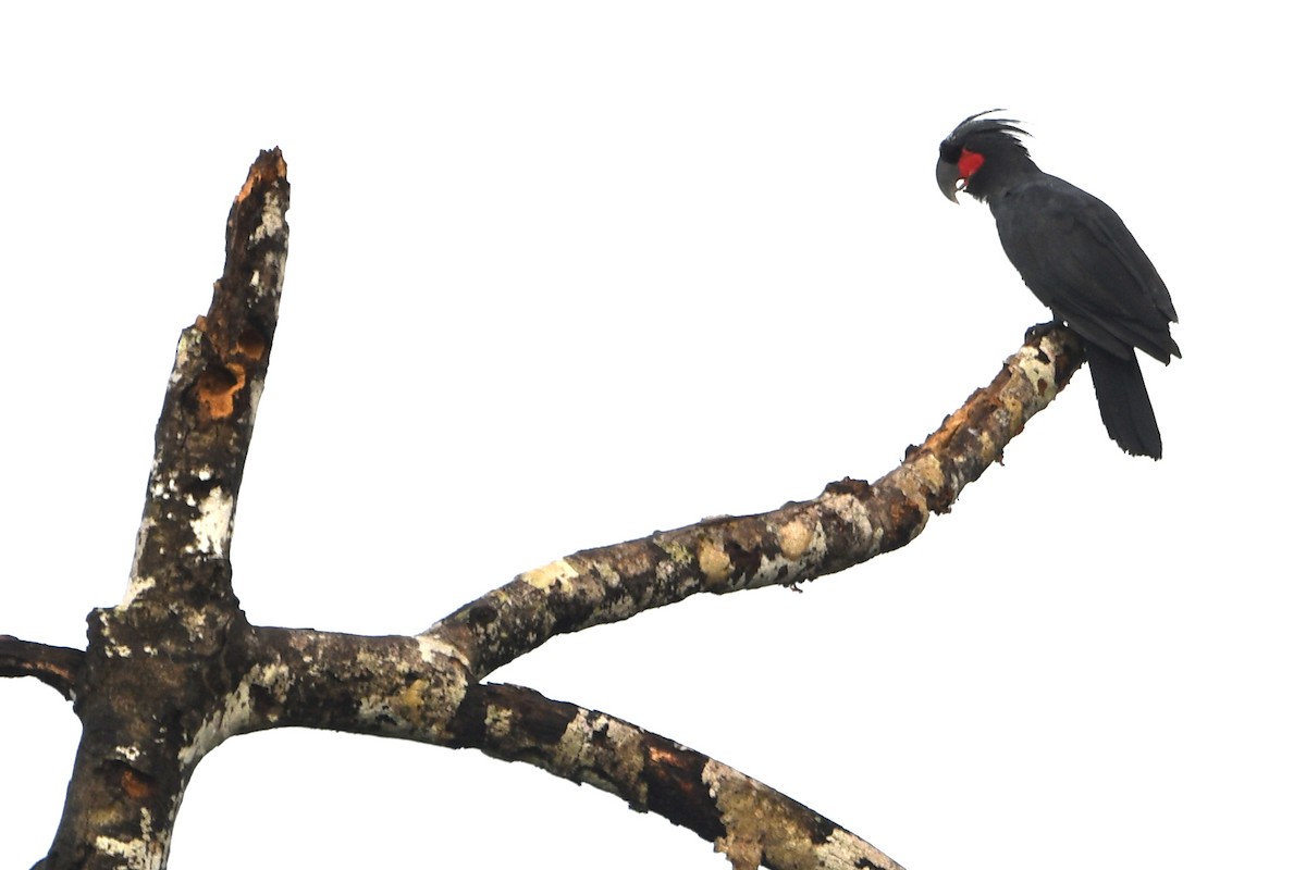 Palm Cockatoo - ML640747619