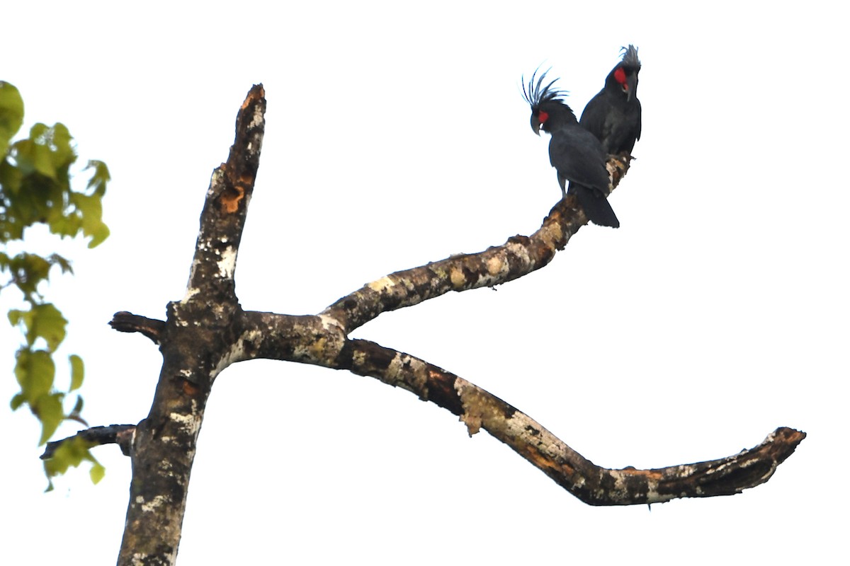 Palm Cockatoo - ML640747621