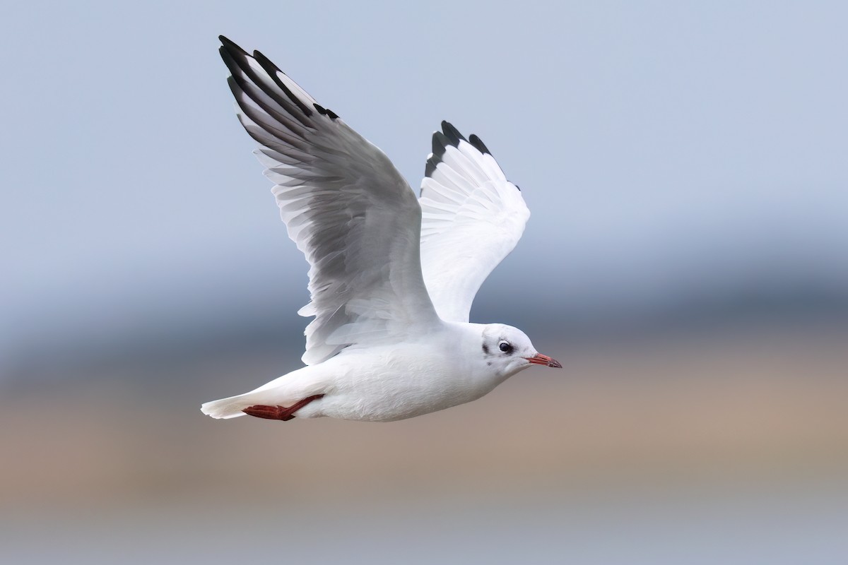 racek chechtavý - ML640747637