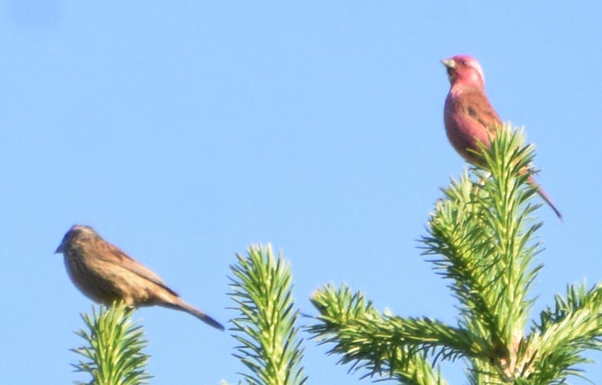 Pink-browed Rosefinch - ML640747678