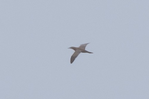 カツオドリ - ML640747740