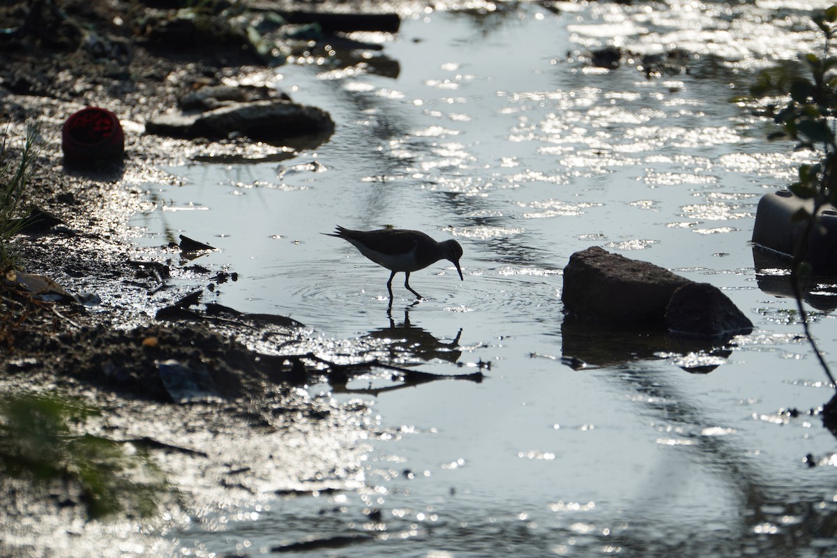 Common Sandpiper - ML640747752