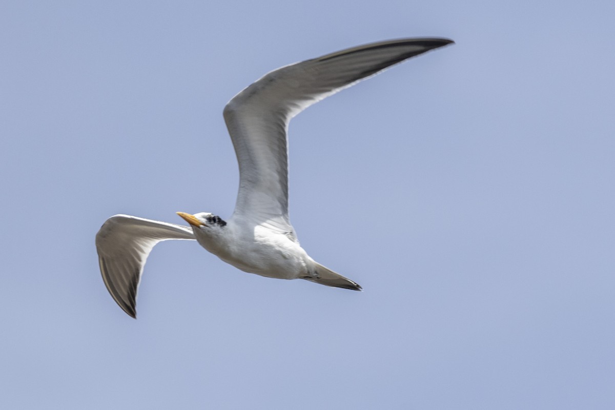 Lesser Crested Tern - ML640747770