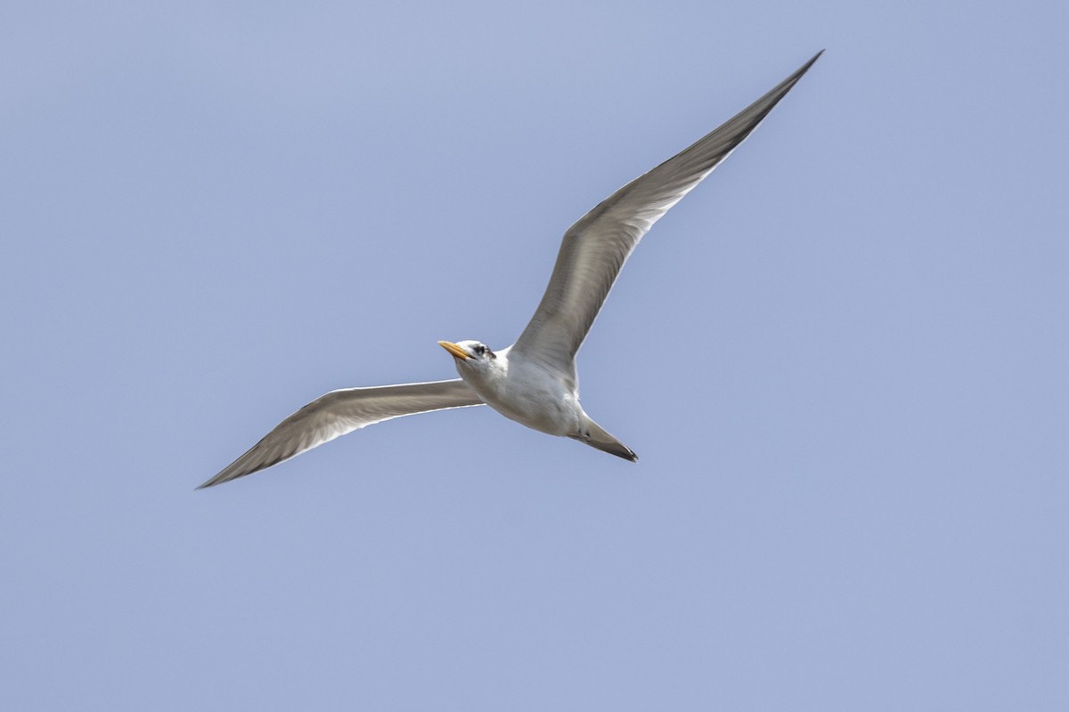 Lesser Crested Tern - ML640747771