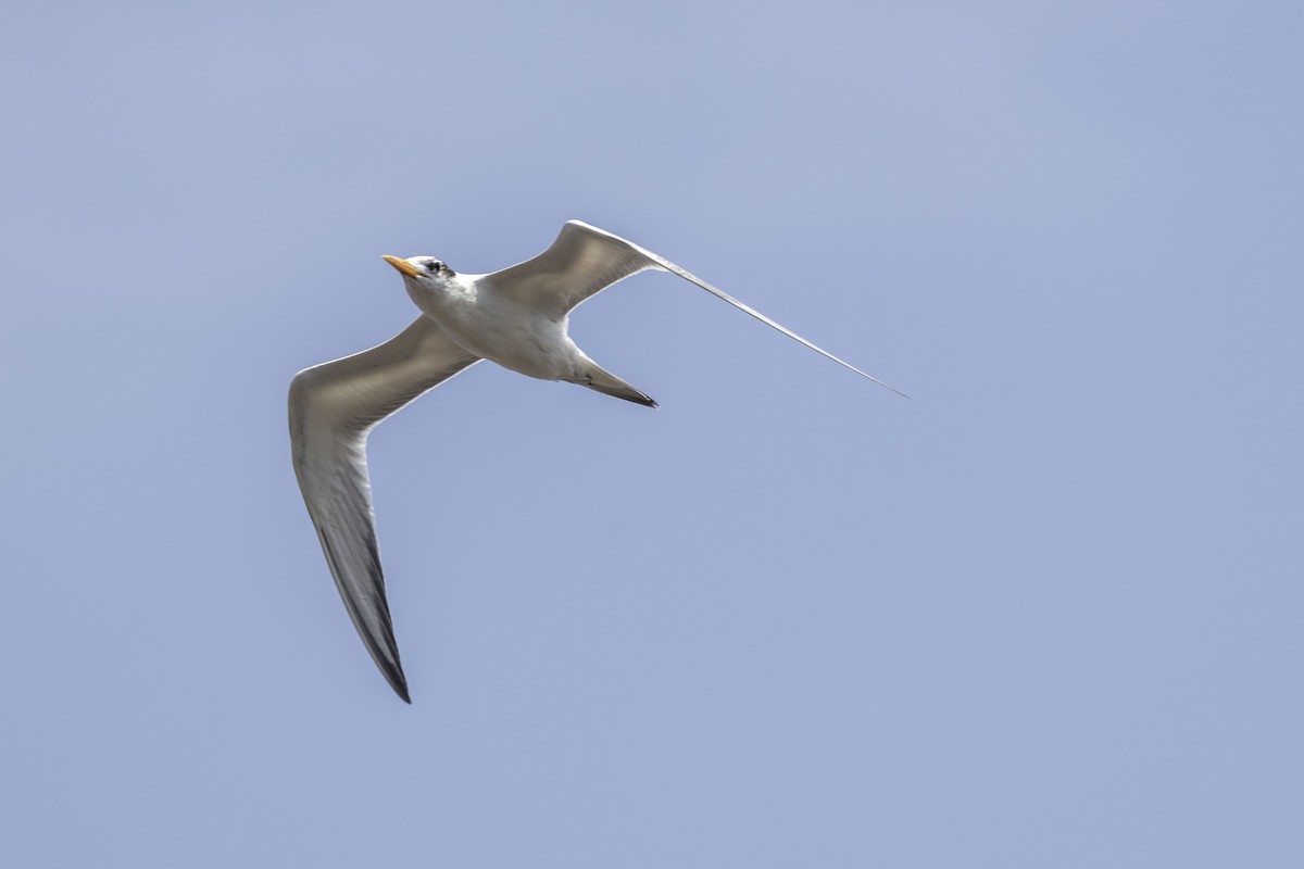 Lesser Crested Tern - ML640747772