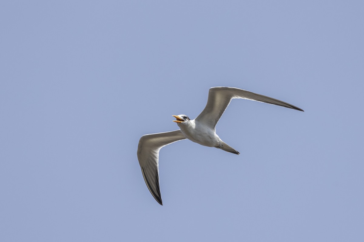 Lesser Crested Tern - ML640747773