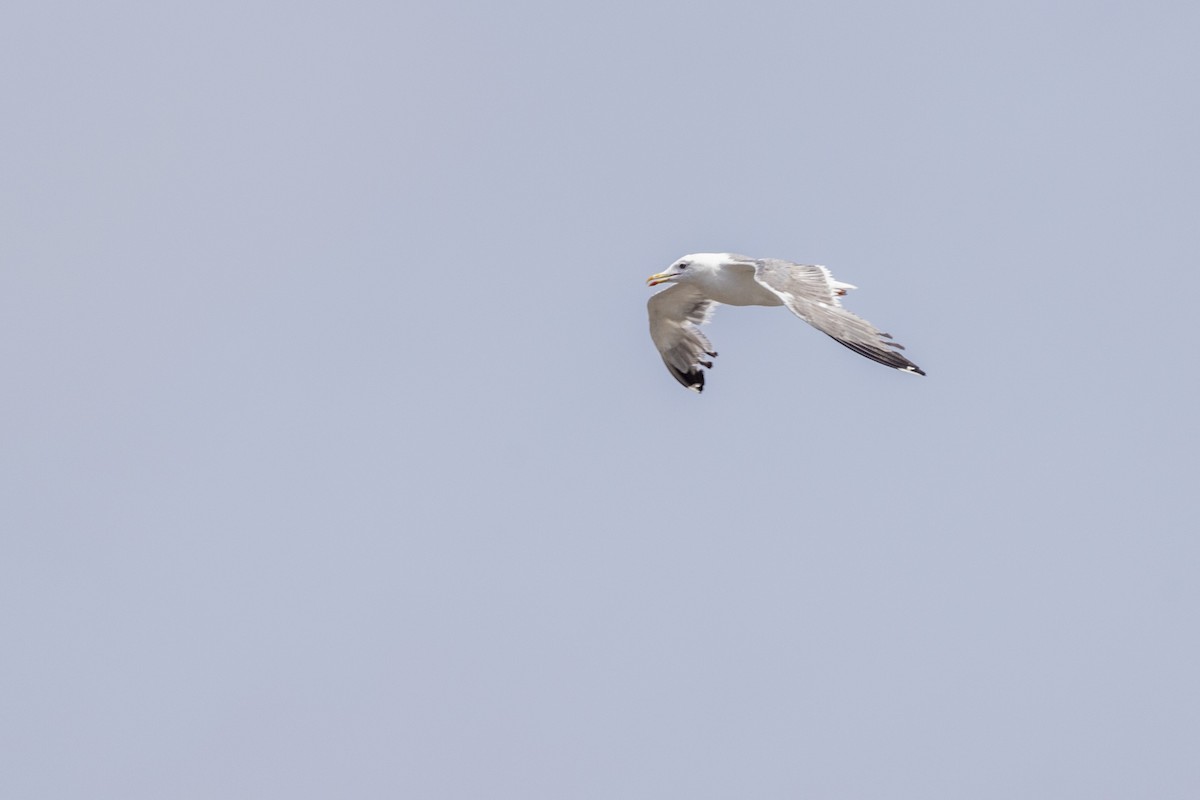 Lesser Black-backed Gull - ML640747777