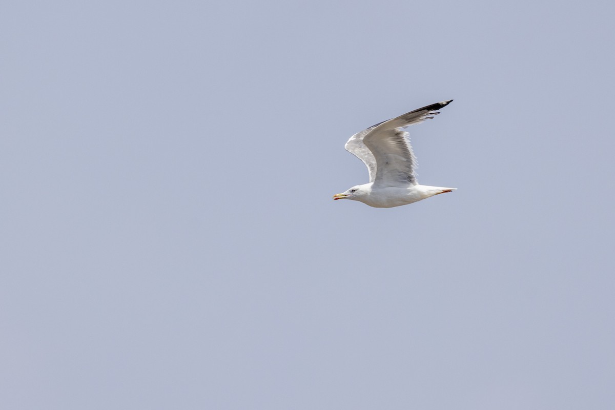 Lesser Black-backed Gull - ML640747778