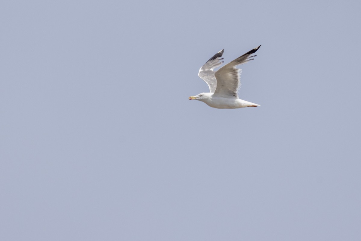 Lesser Black-backed Gull - ML640747779