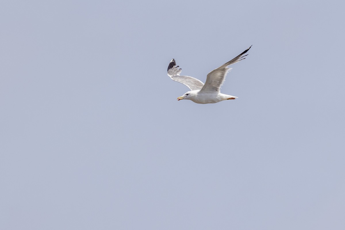 Lesser Black-backed Gull - ML640747780