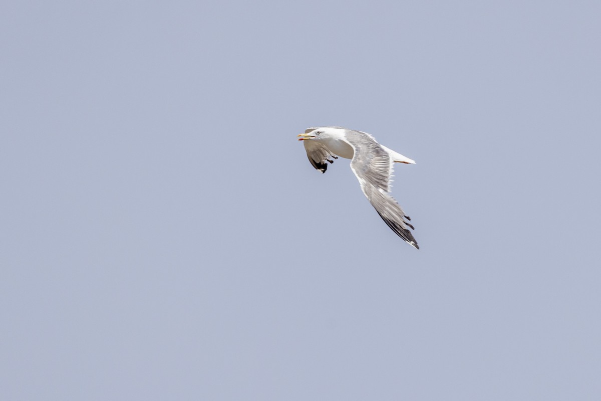 Lesser Black-backed Gull - ML640747781