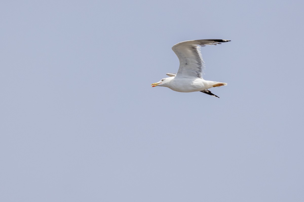 Lesser Black-backed Gull - ML640747782