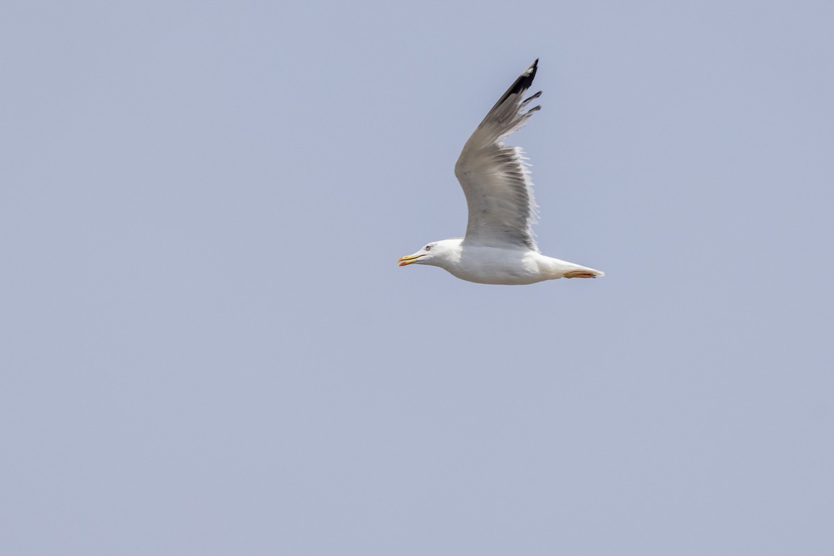 Lesser Black-backed Gull - ML640747783