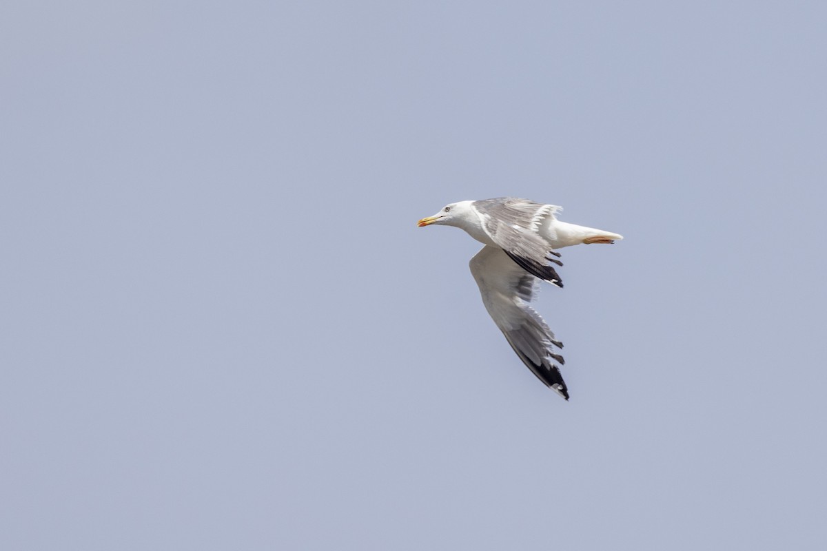 Lesser Black-backed Gull - ML640747784