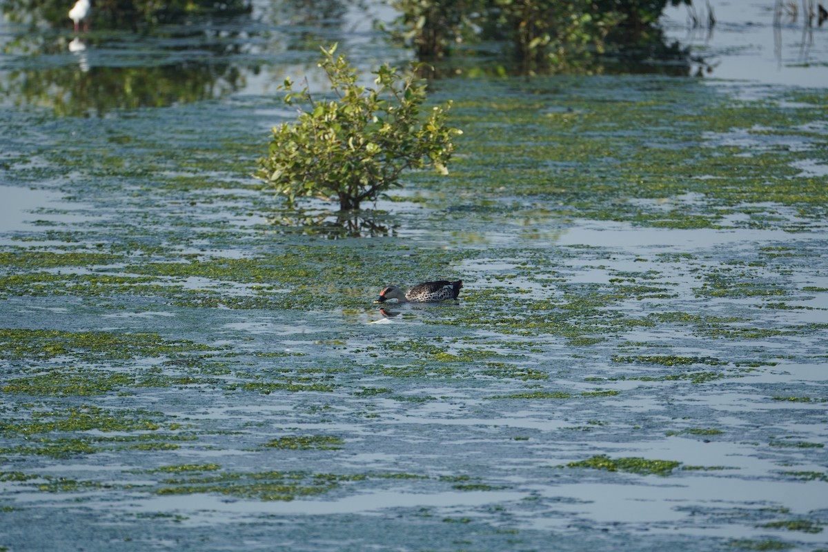 Indian Spot-billed Duck - ML640747818