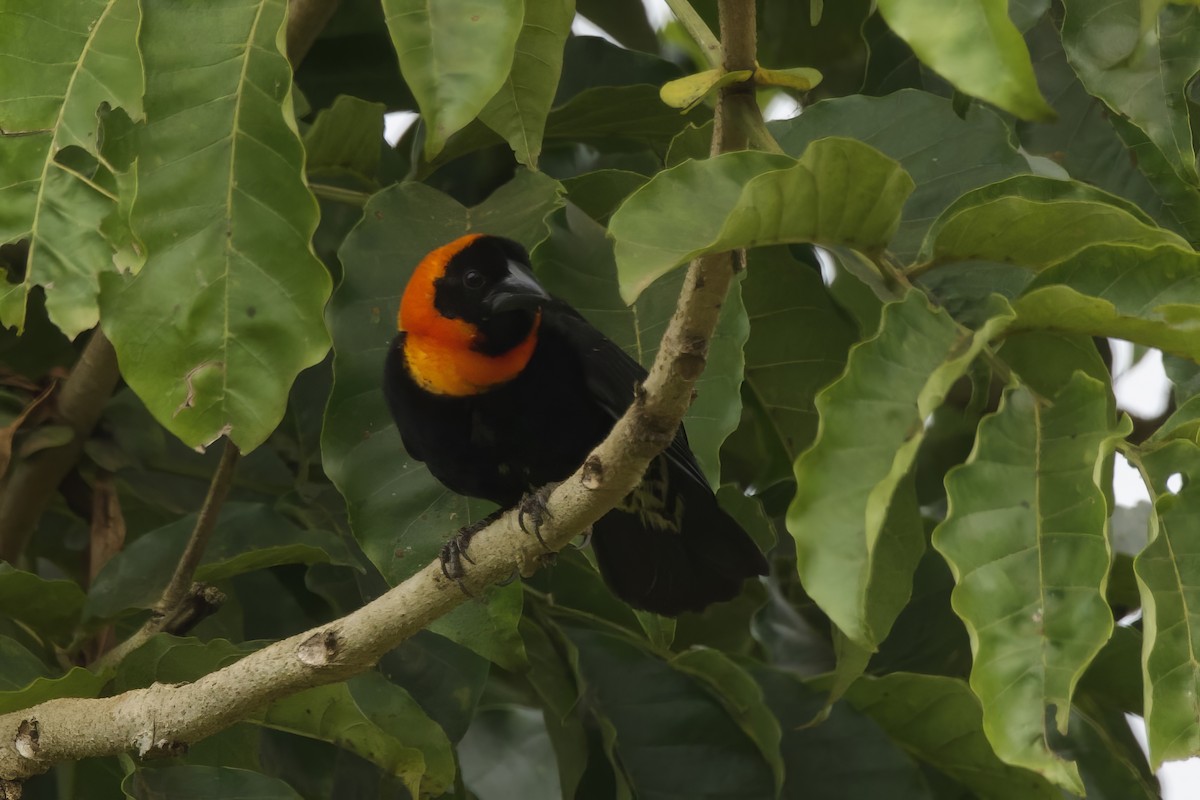 Black Bishop - ML640747826