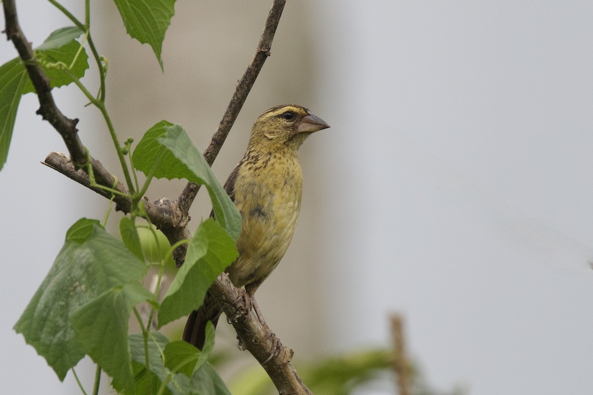 Vieillot's Black Weaver - ML640747843