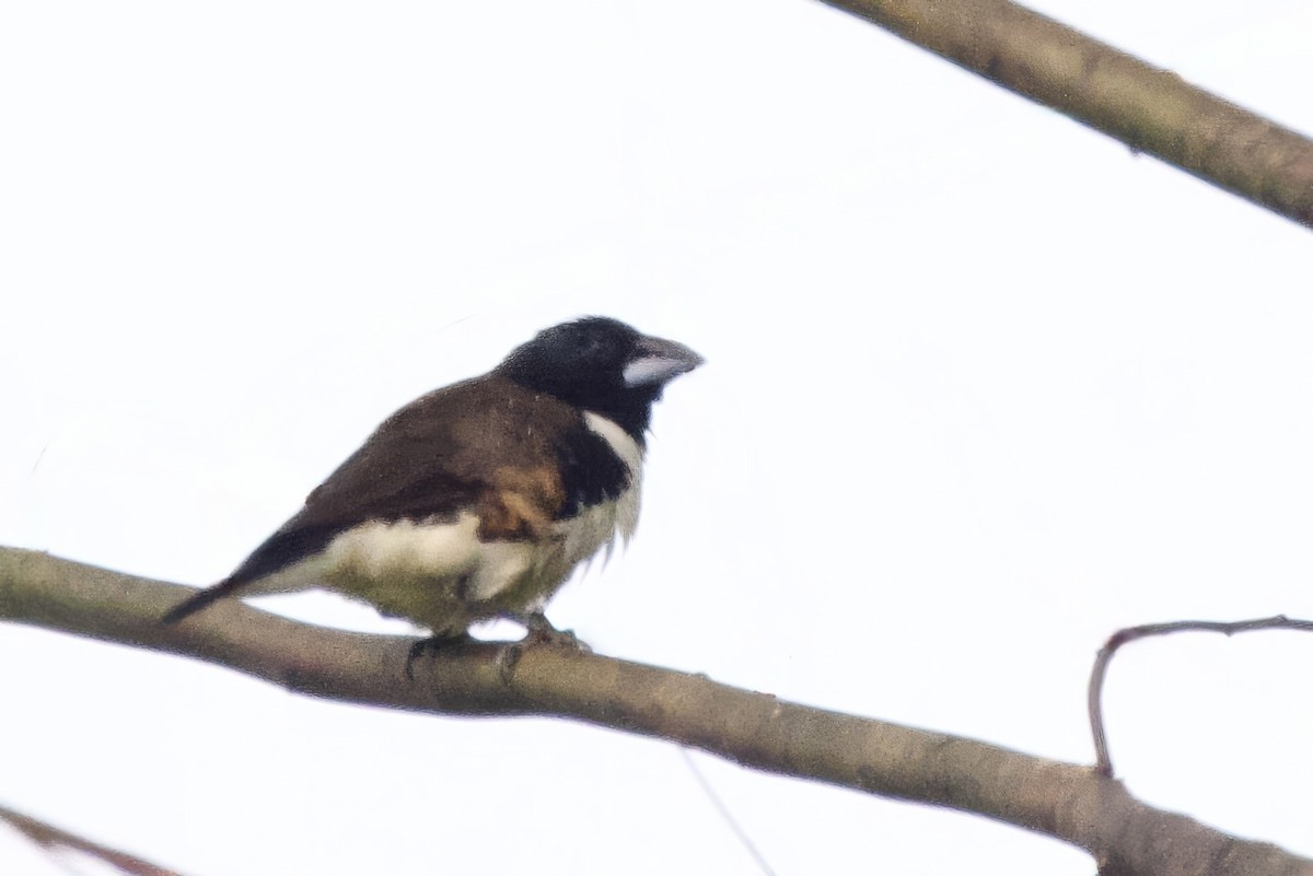 Magpie Mannikin - ML640747863