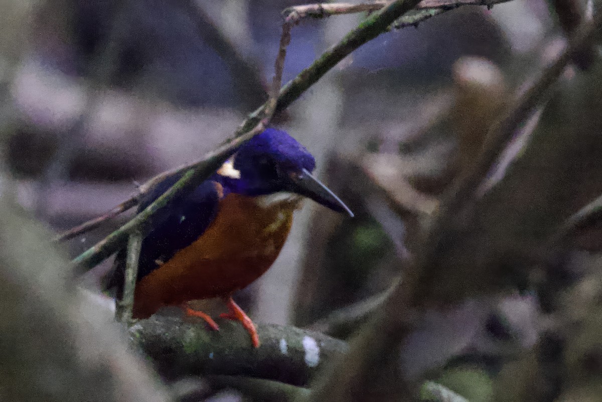Shining-blue Kingfisher - ML640747866