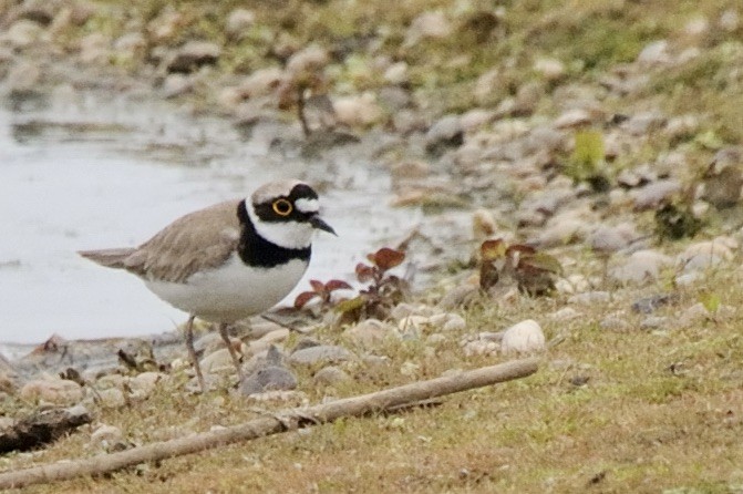 kulík říční - ML640747880