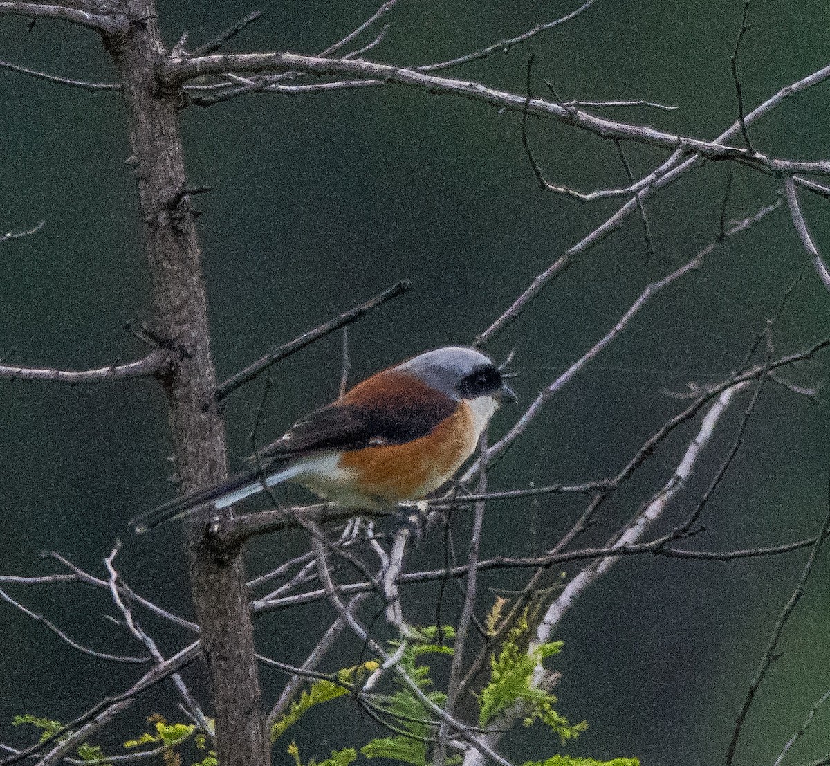 Bay-backed Shrike - ML640747905